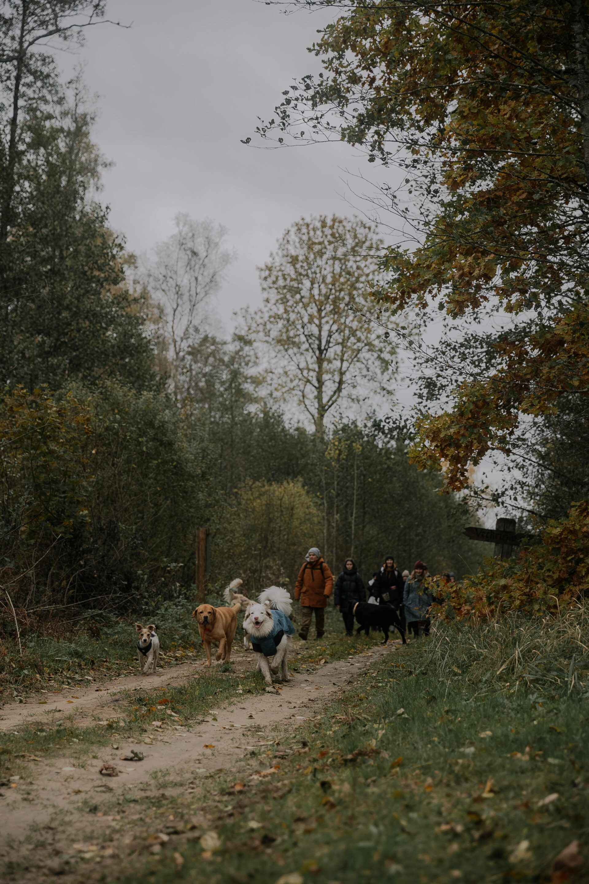 people-walking-with-dogs-on-dirt-road-in-forest