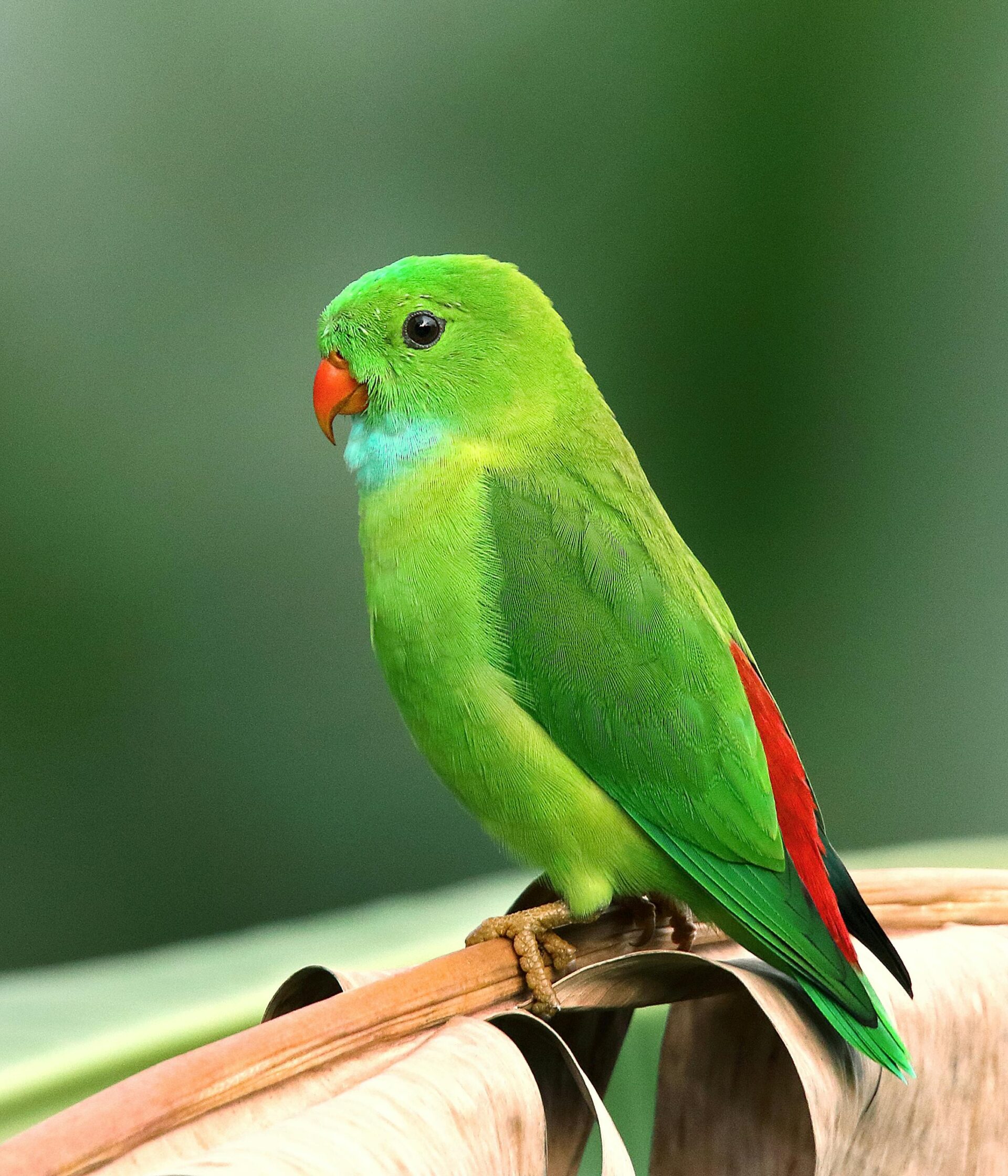 photo-of-perched-parakeet