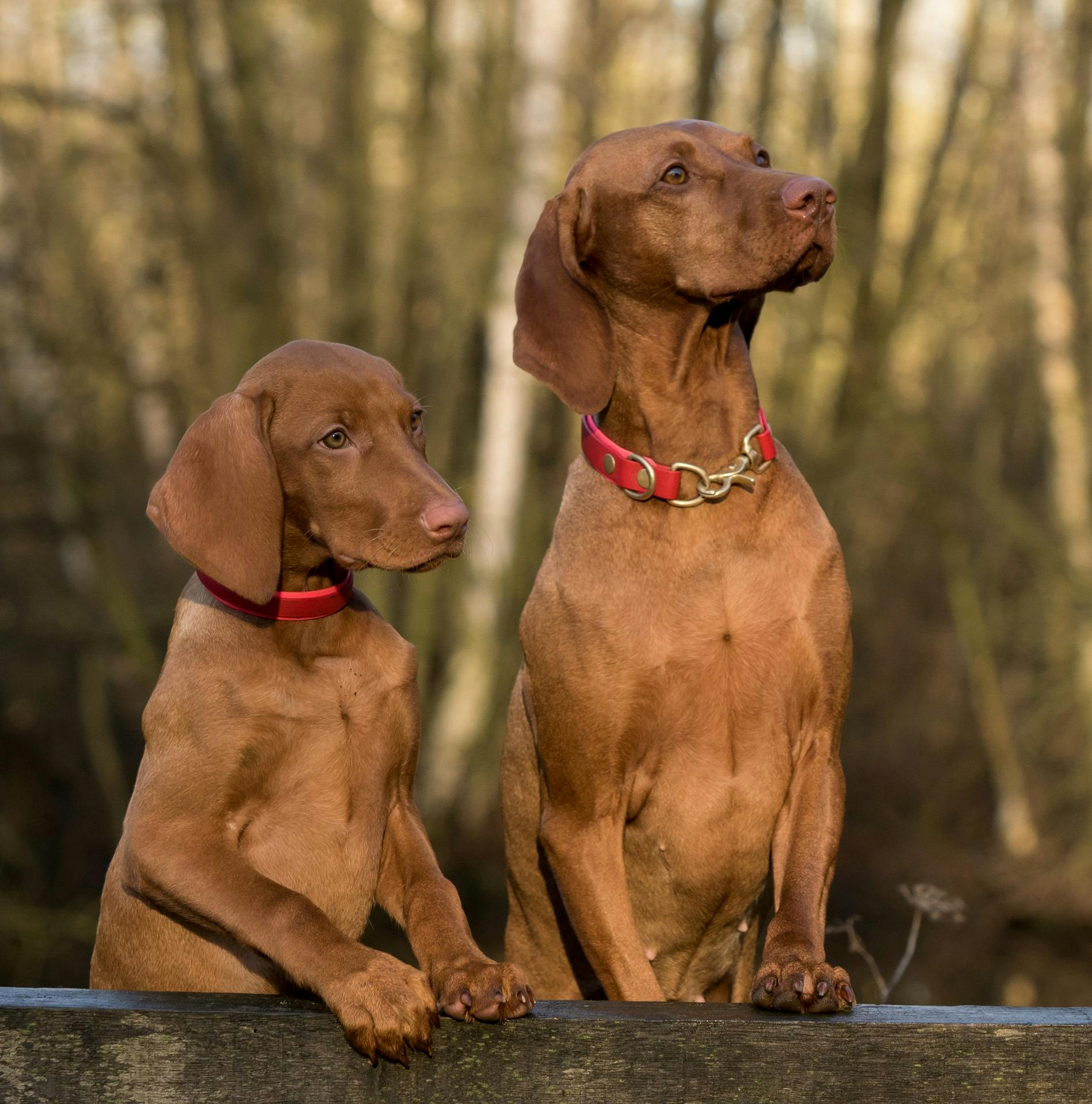 2-vizsla-dogs-standing-on-brown-wood-plank