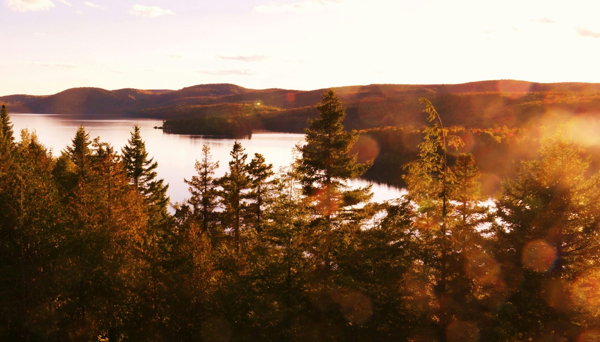 green-leafed-trees