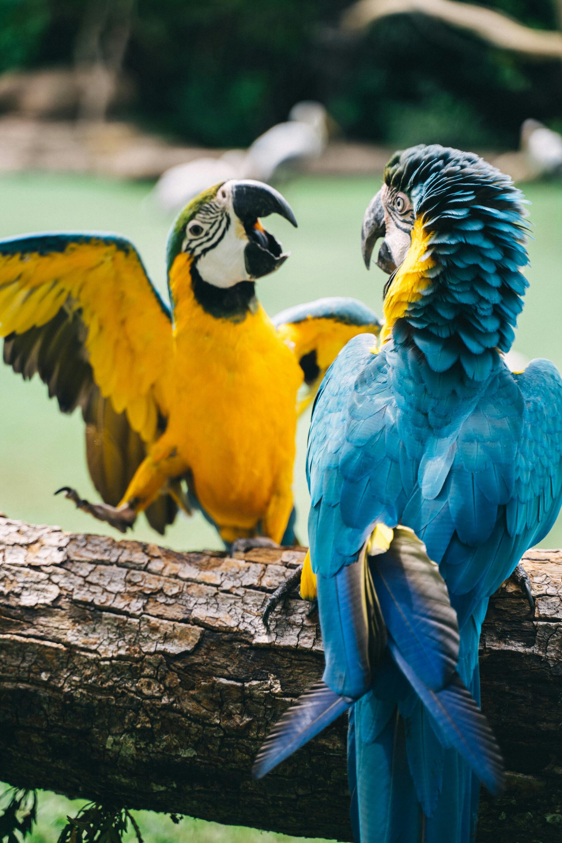 two-colorful-macaw-parrots-on-a-piece-of-log