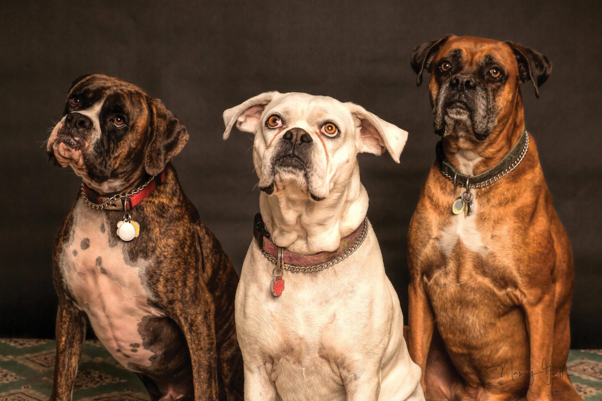 photography-of-three-dogs-looking-up