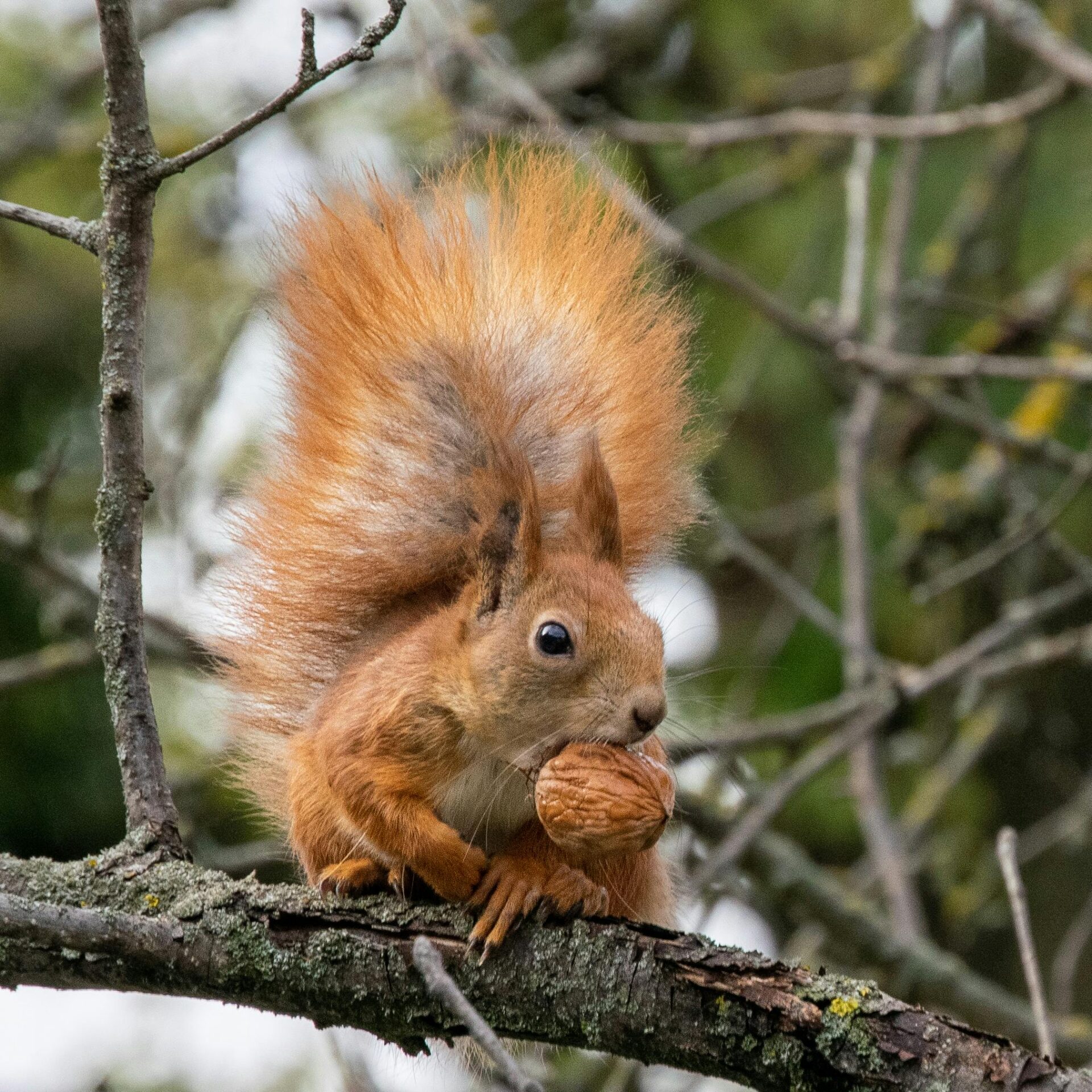 squirrel-holding-walnut-sitting-on-branch