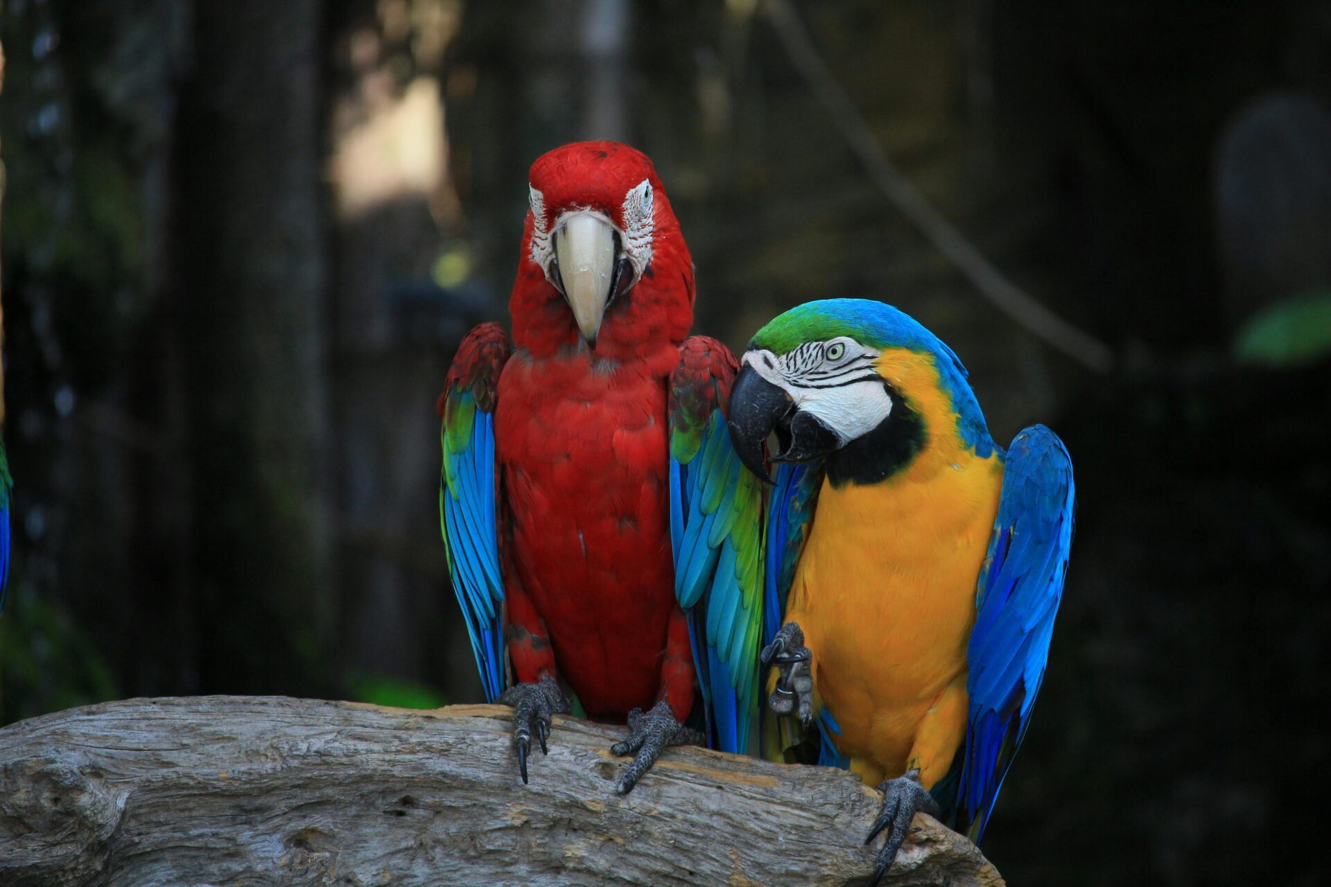 perched-macaw-birds