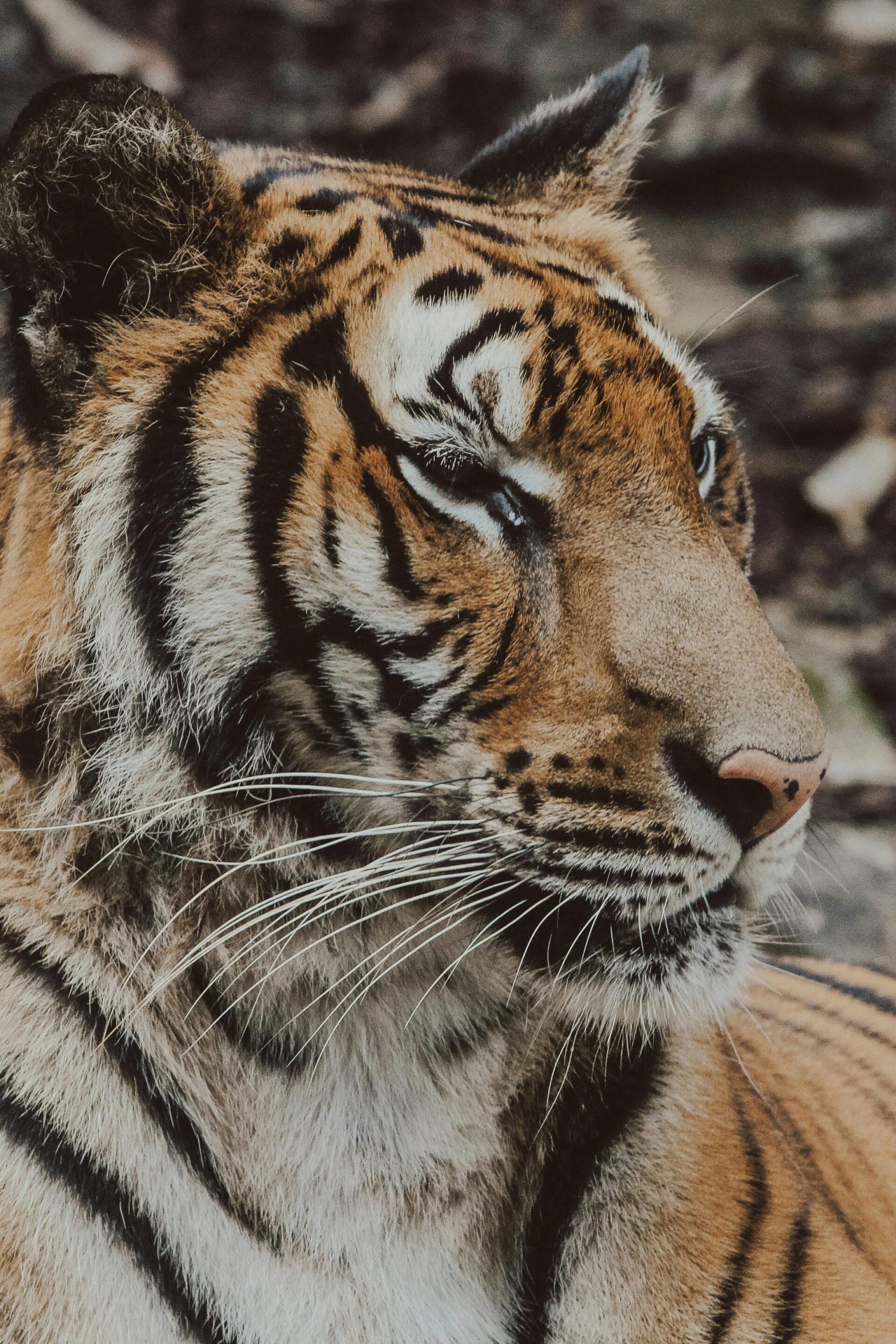 portrait-of-resting-tiger