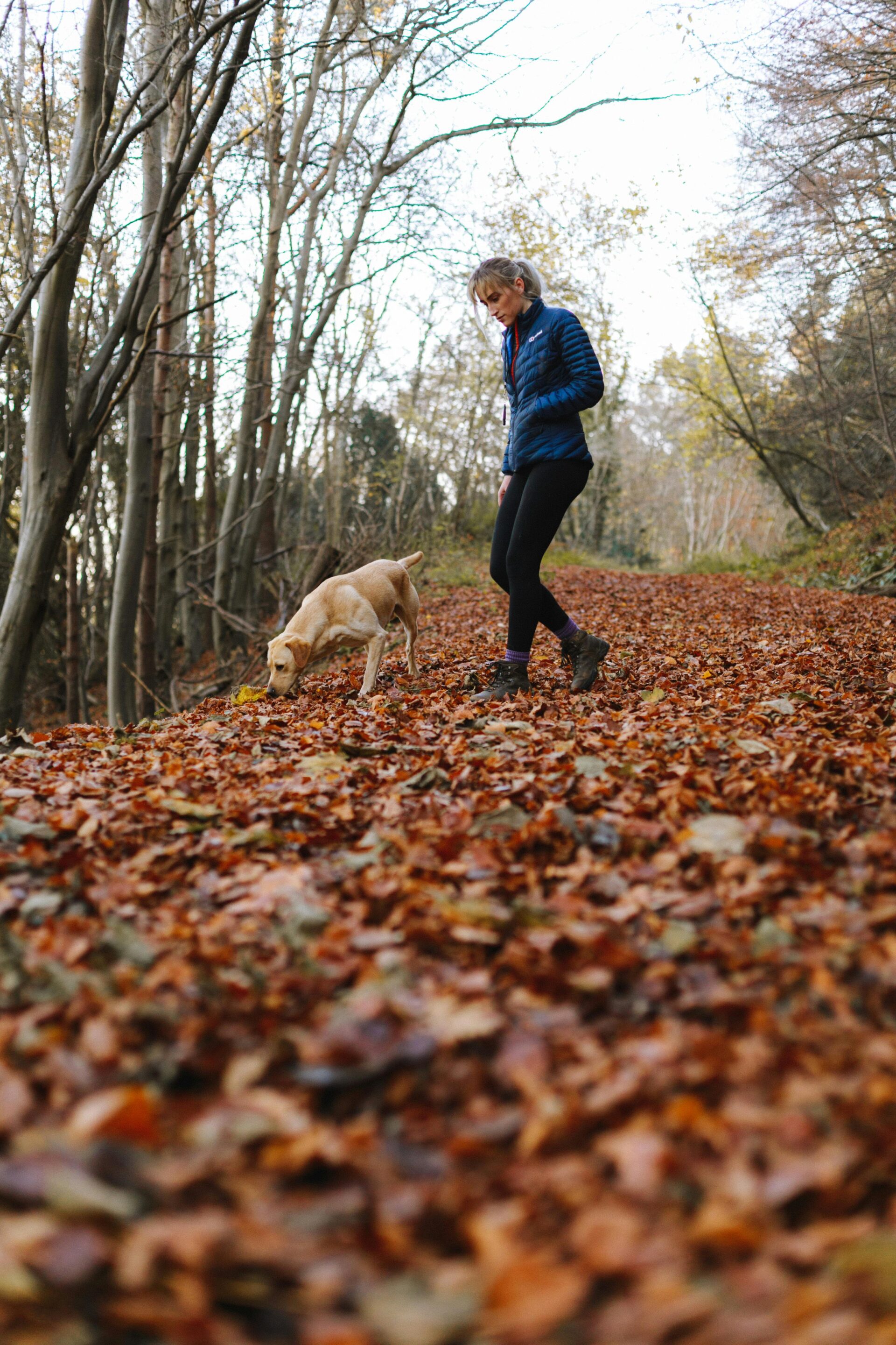 adult-yellow-labrador-retriever-and-woman-walking-in-forest-trail