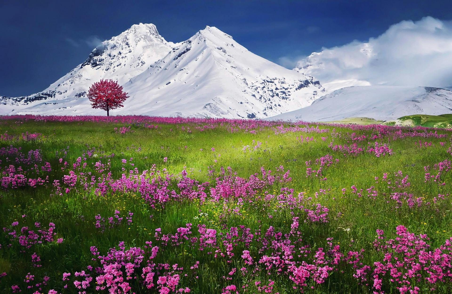 pink-flowers-near-mountain-covered-by-snow