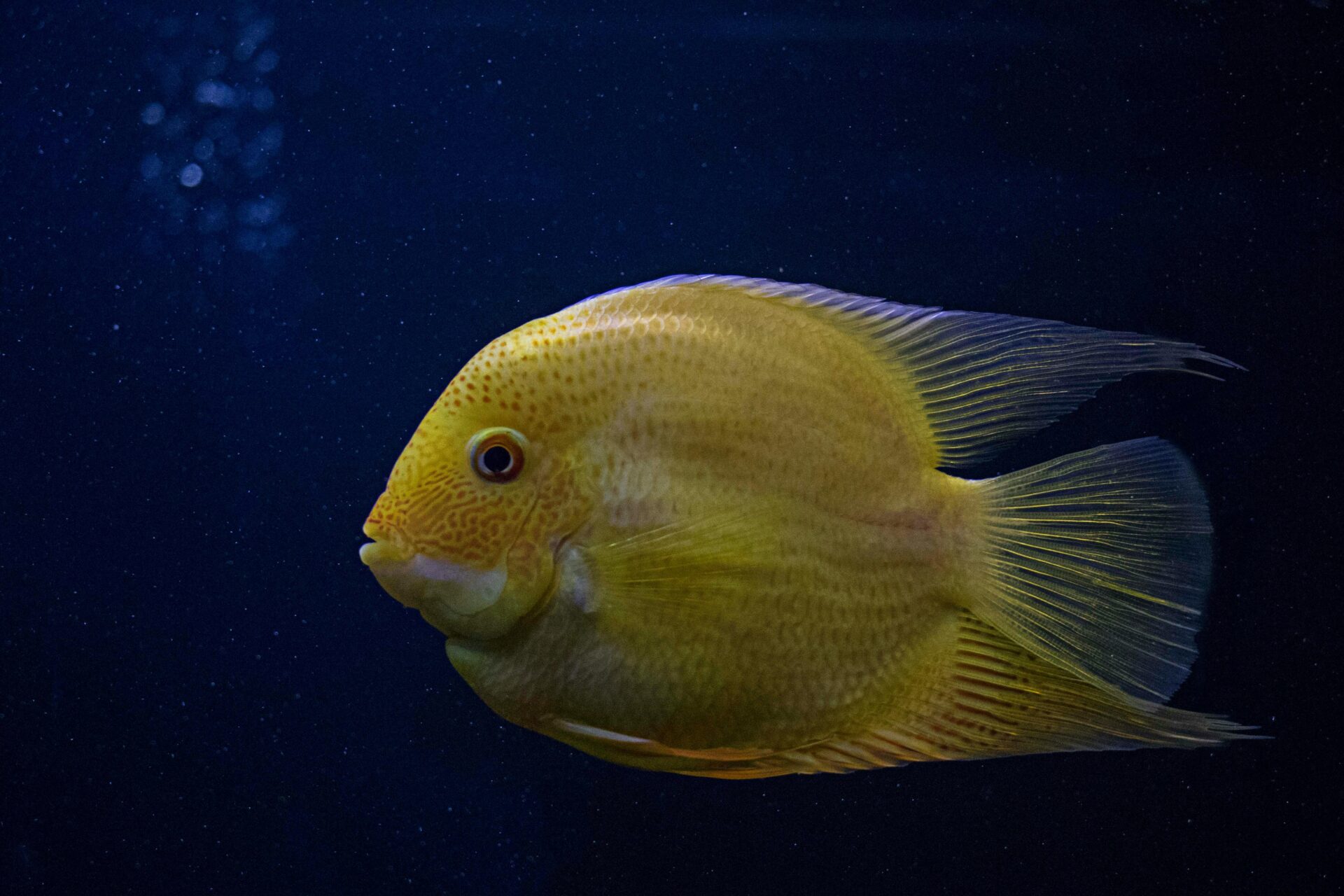 yellow-fish-in-close-up-photography