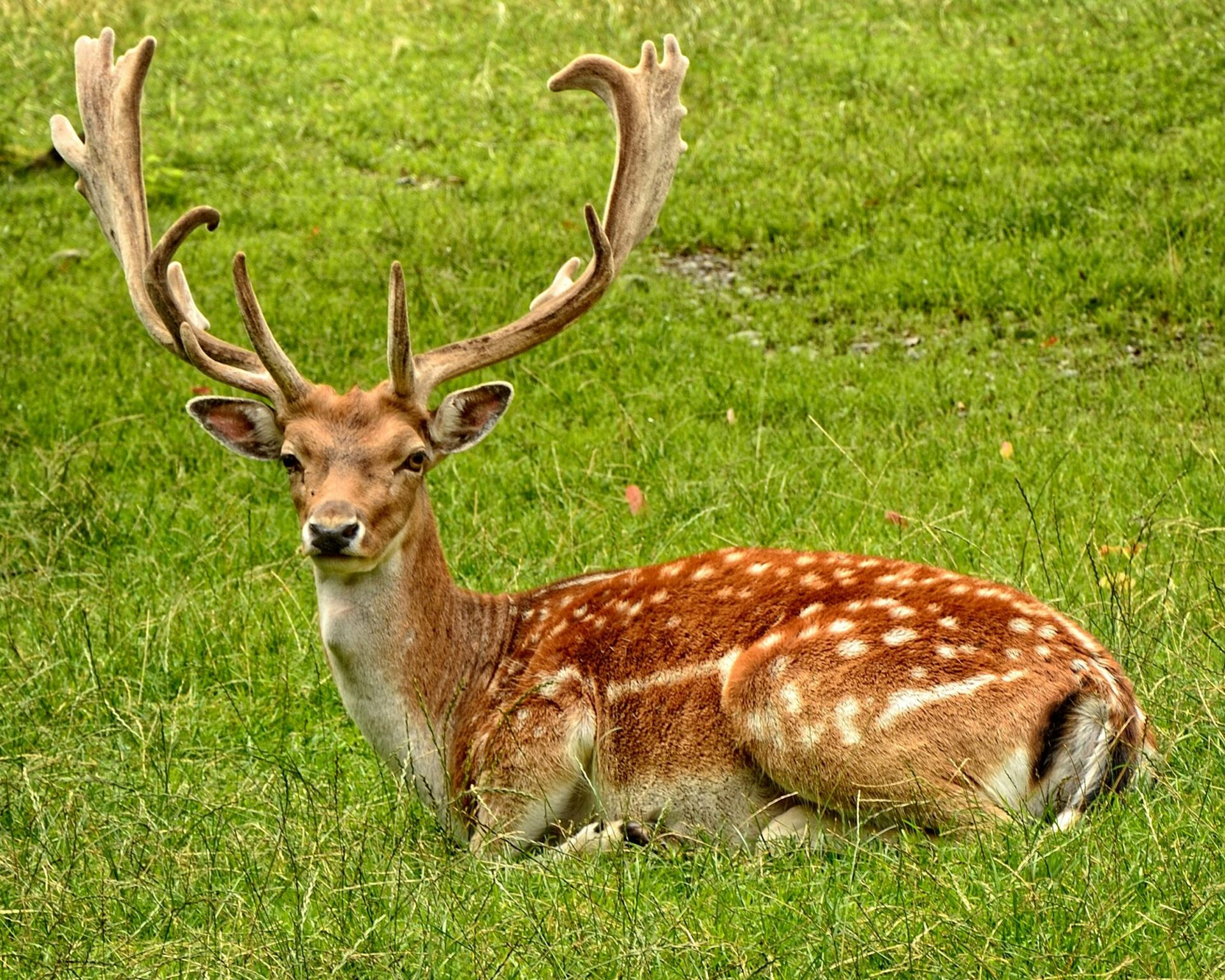 brown-deer-laying-on-grass-field