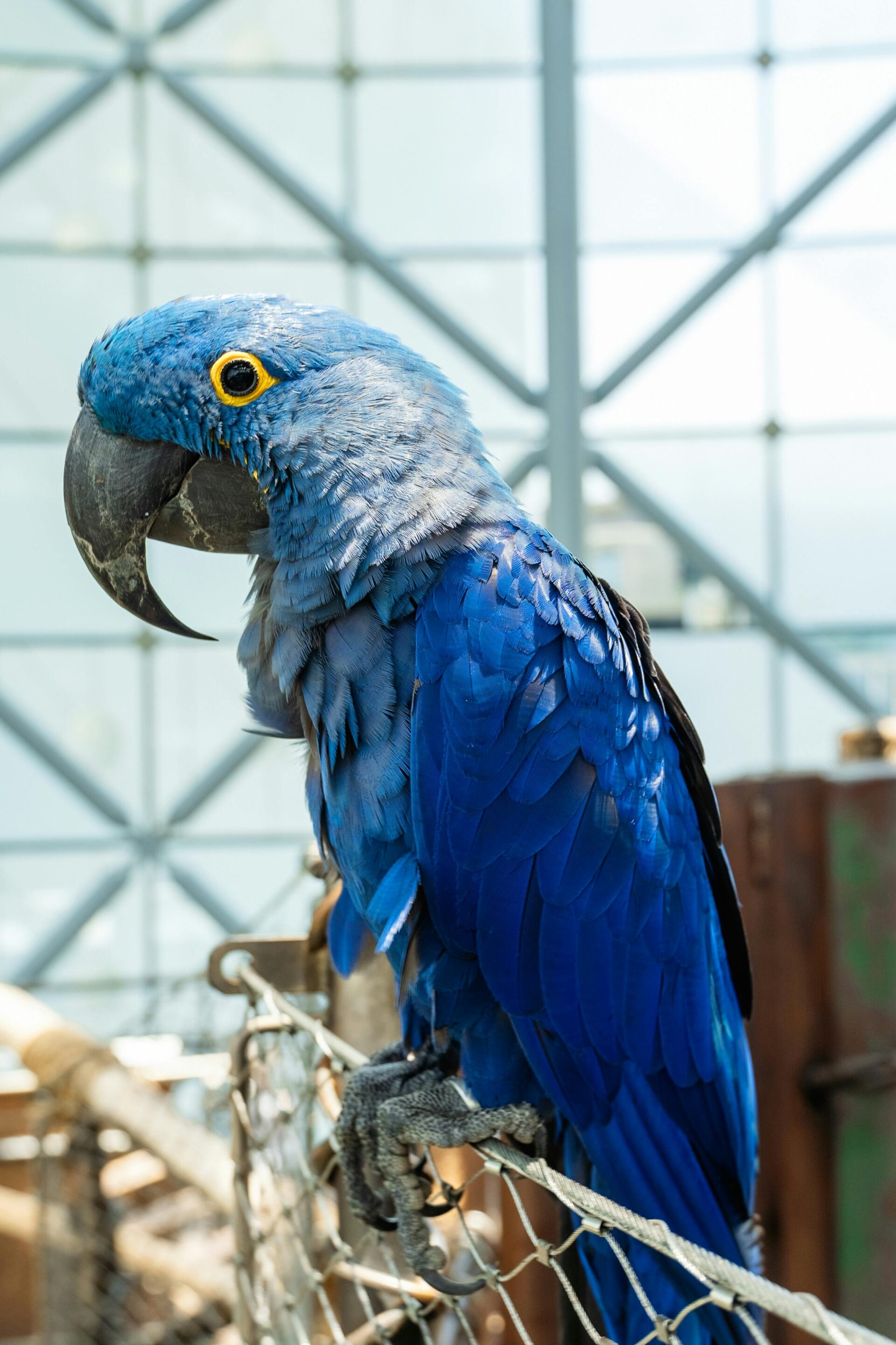 blue-bird-perched-on-the-metal-fence