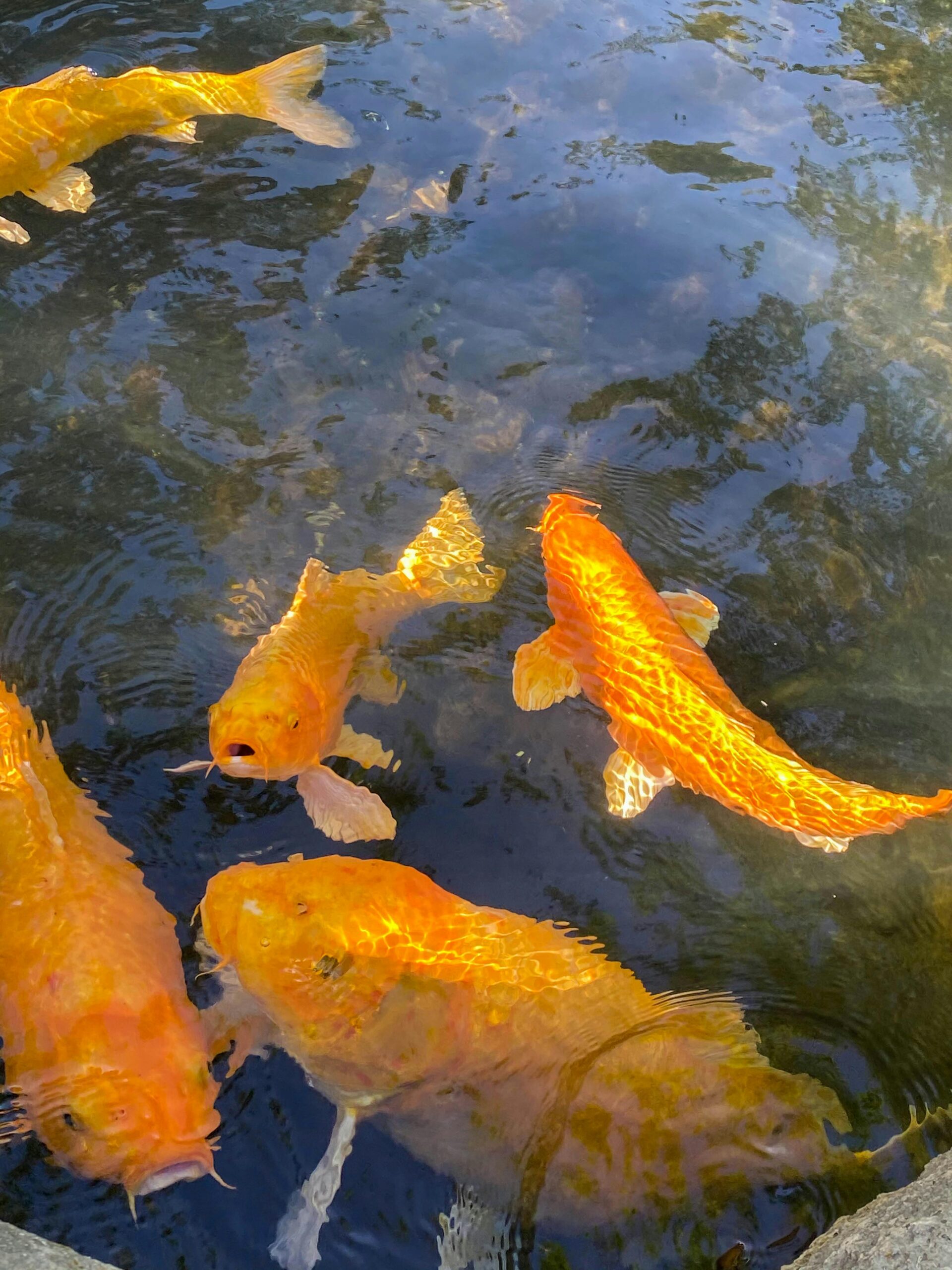 nishikigoi-fishes-swimming-underwater