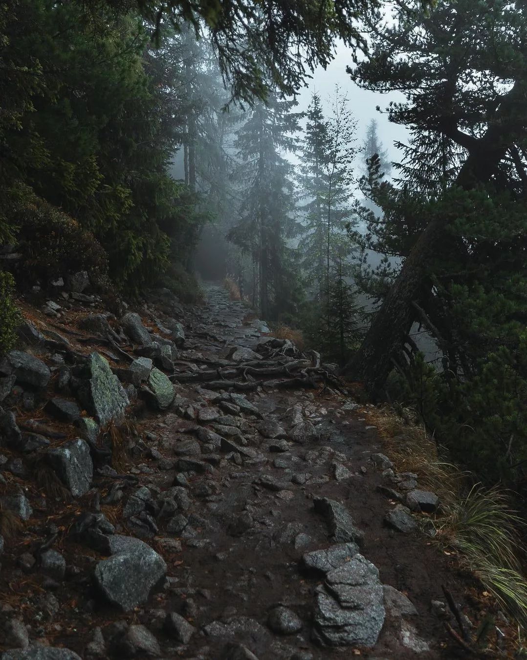 walking-through-the-moody-green-forest-in-the-fog