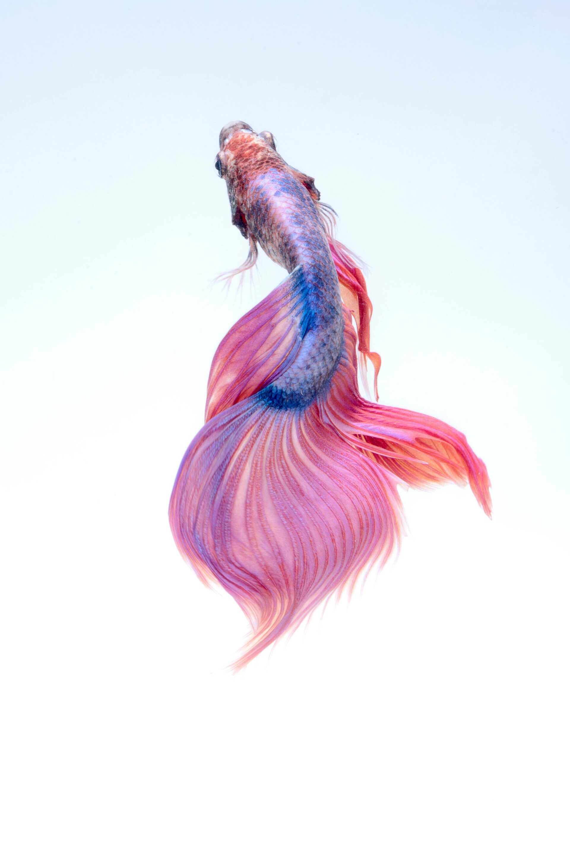 close-up-of-a-siamese-fighting-fish