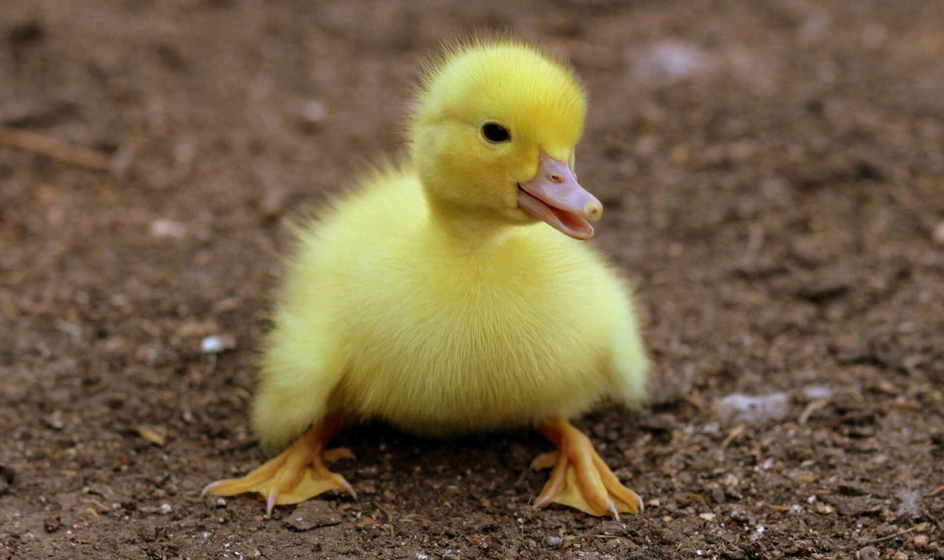 duckling-on-black-soil-during-daytime